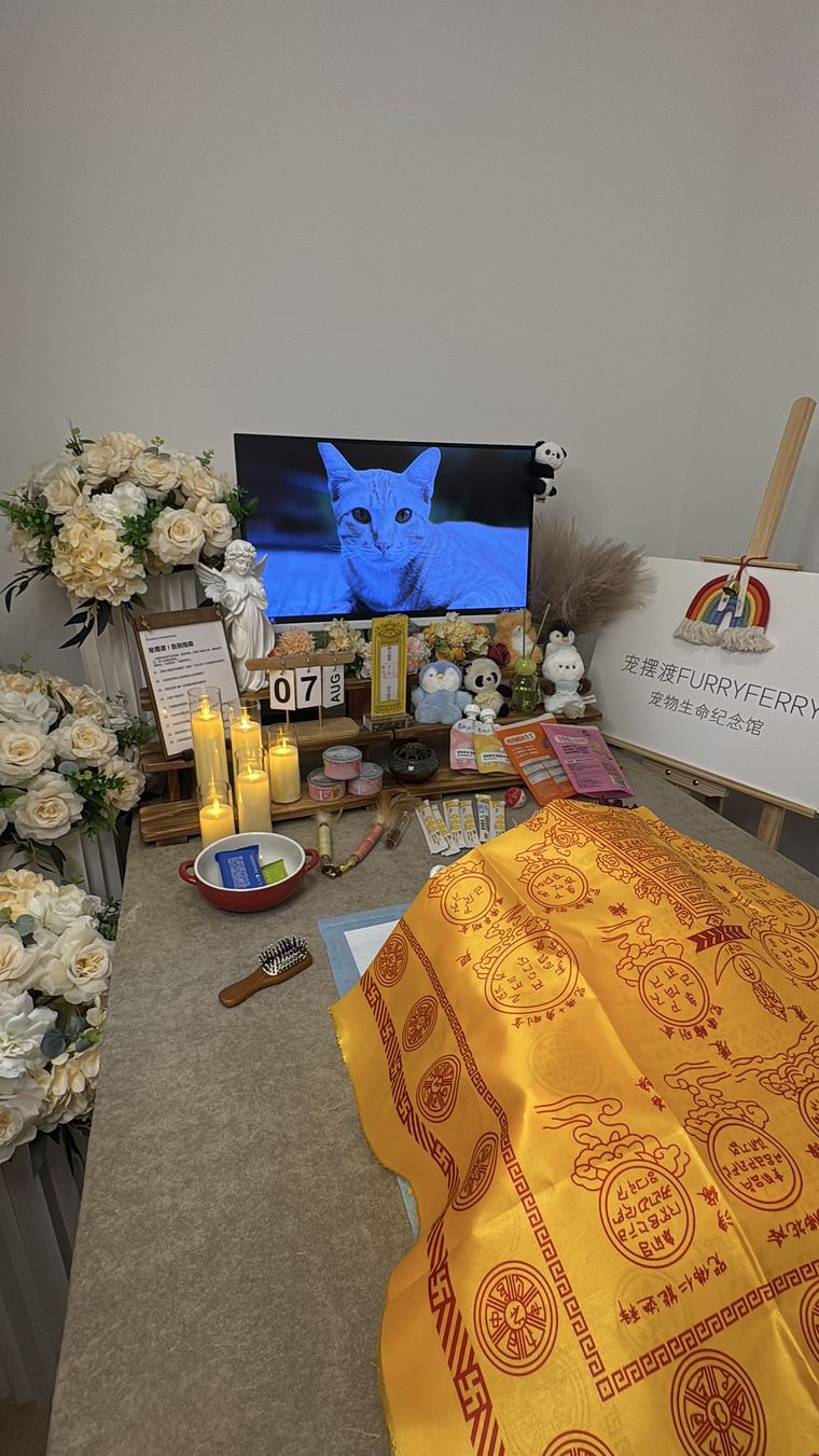 新乡养宠家庭：宠物突然食欲下降，可能是身体在报警