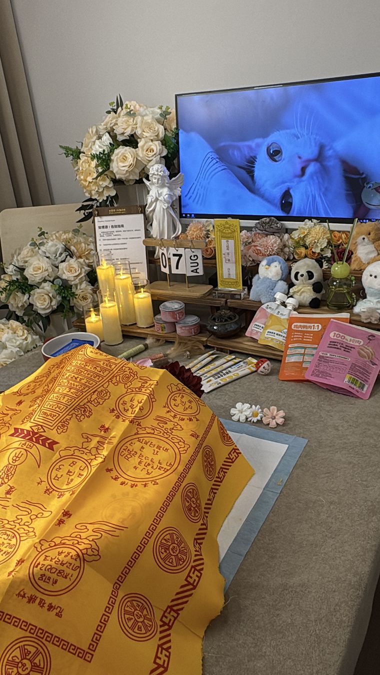 新乡老年宠物临终前，主人最该做的五个准备